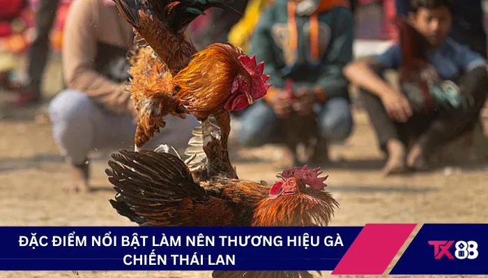 Đặc điểm nổi bật làm nên thương hiệu gà chiến Thái Lan