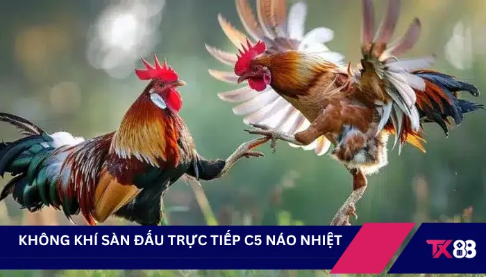 Không khí sàn đấu trực tiếp C5 náo nhiệt