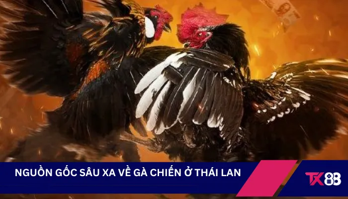 Nguồn gốc sâu xa về gà chiến ở Thái Lan