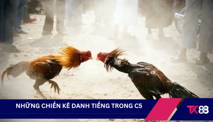 Những chiến kê danh tiếng trong C5